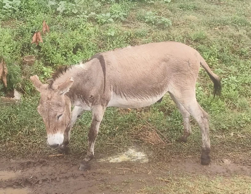 Animal welfare experts push for healthier diets, maternity leave for donkeys