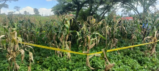 Panic in Kiamunyi after body of MKU student found dumped in a maize plantation