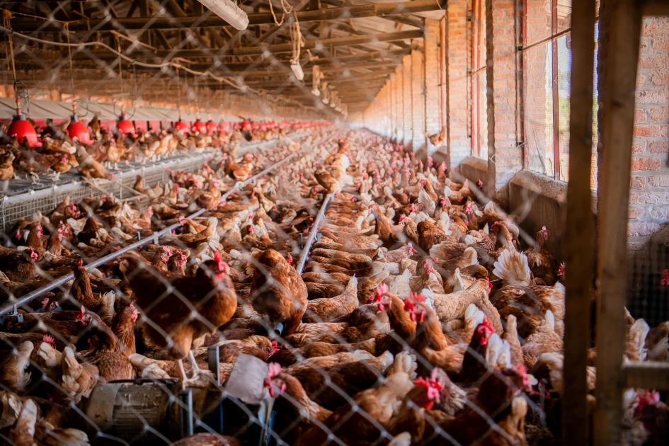 Poultry farmers decry exploitation, seek fair market practices in Nairobi