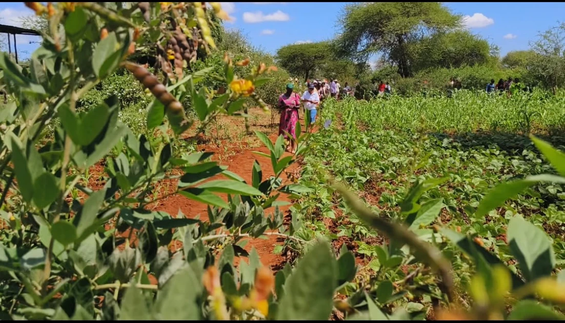 Kenyan farmers call for abolishment of seed distribution law to boost food security amid climate crisis