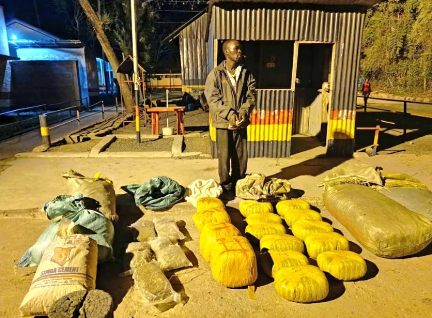 One suspect arrested as bhang worth Ksh.9.4 million seized in Machakos, Isiolo