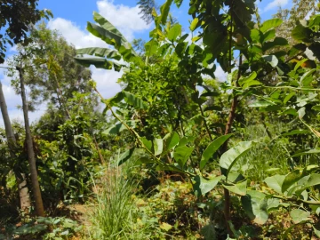 A solar-powered farm in Kenya shows how to restore biodiversity