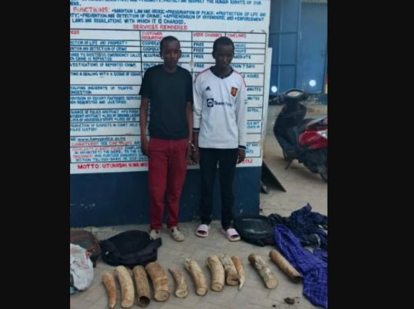 Two Tanzanians arrested for illegally trading tusks worth Ksh.3.3M in Mombasa