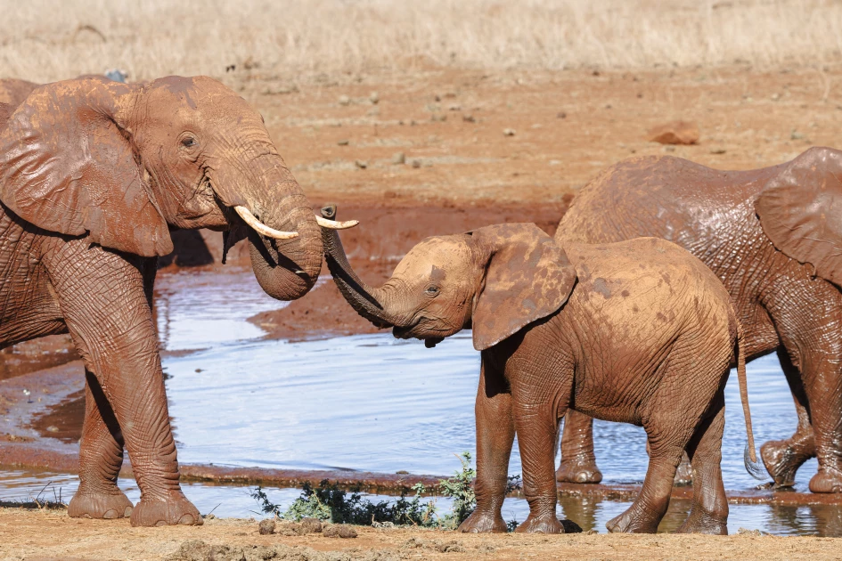 Bees help tackle elephant-human conflict in Kenya