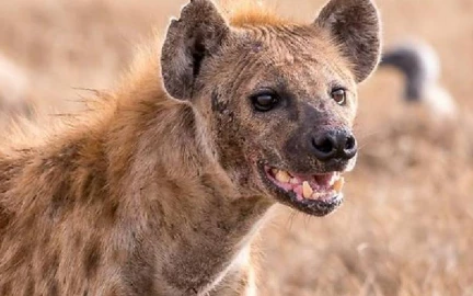 Migori residents raise concern over marauding hyenas