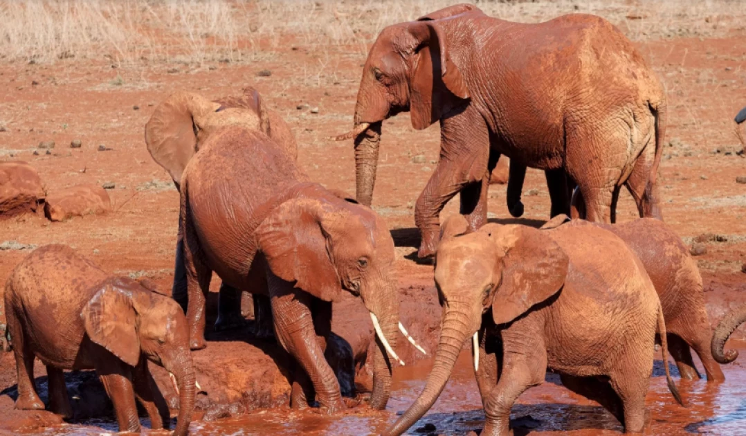 Bees help tackle elephant-human conflict in Kenya