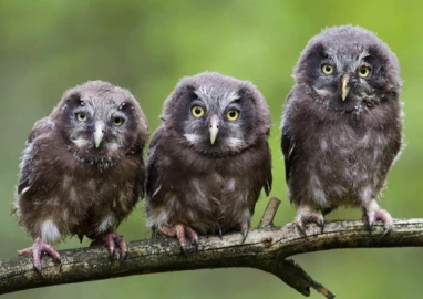 Migori: Residents of Makerero appeal for action amid growing owl population