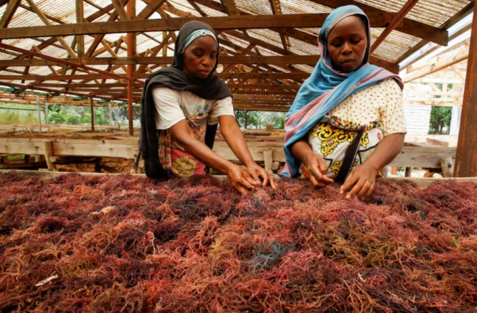 Seaweed farming brings hope to Kenya villagers hit by climate change