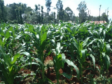 Farmers in Rongo ditch sugarcane for Maize 