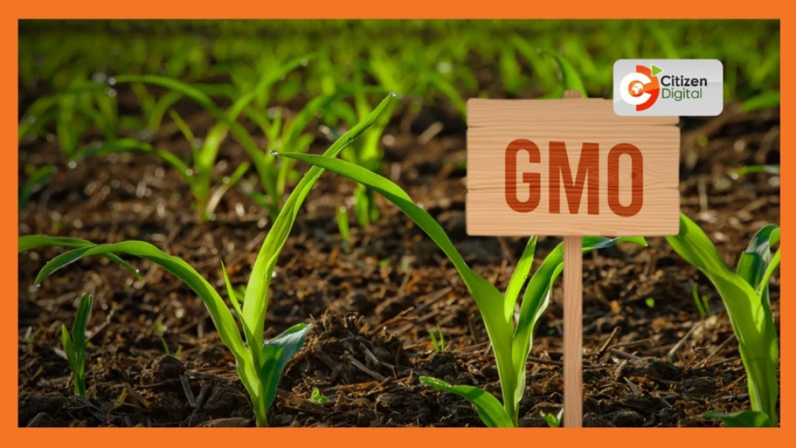 Appeal filed challenging High Court ruling lifting ban on GMOs