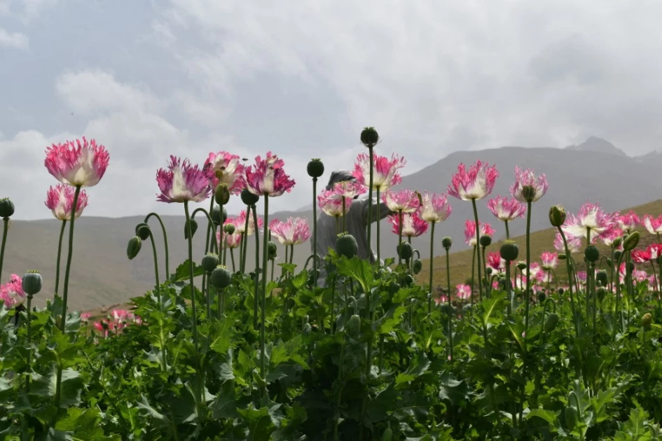 100 people arrested for growing poppy in Afghanistan