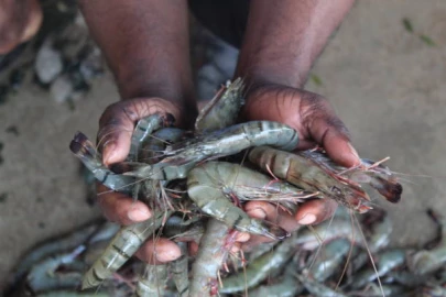 Kinango locals take up prawns farming in bid to diversify markets