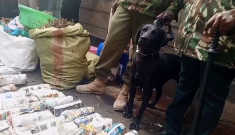 Rongai: Two women arrested for selling bhang disguised as cigarettes