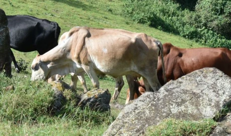 Veterinary Association urges Gov't to postpone nationwide livestock vaccination drive