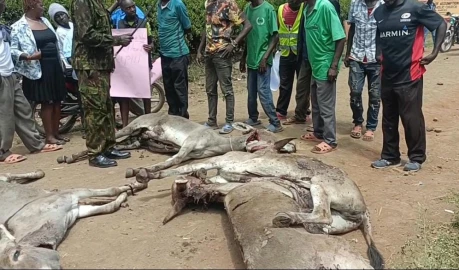 Four stolen donkeys found slaughtered in Kirinyaga