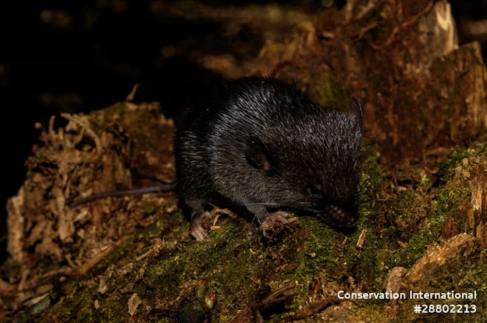 'Amphibious mouse' among 27 new species discovered in Peru's Amazon