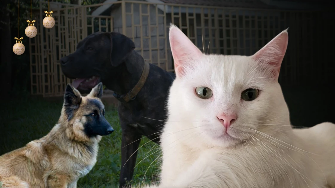 Paw parents of Nairobi: Inside the city's heartwarming animal rescue stories