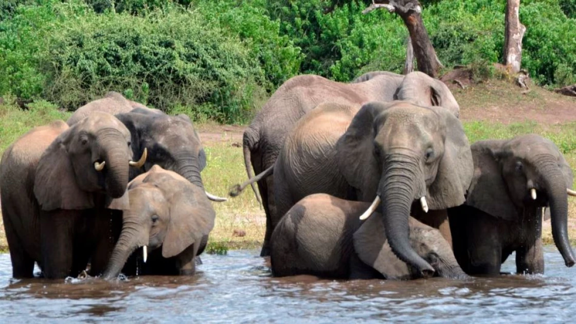 Botswana issues 400 elephant hunting licenses, drawing fresh opposition