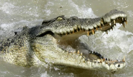 Woman mauled by crocodile while fetching water from Lake Victoria