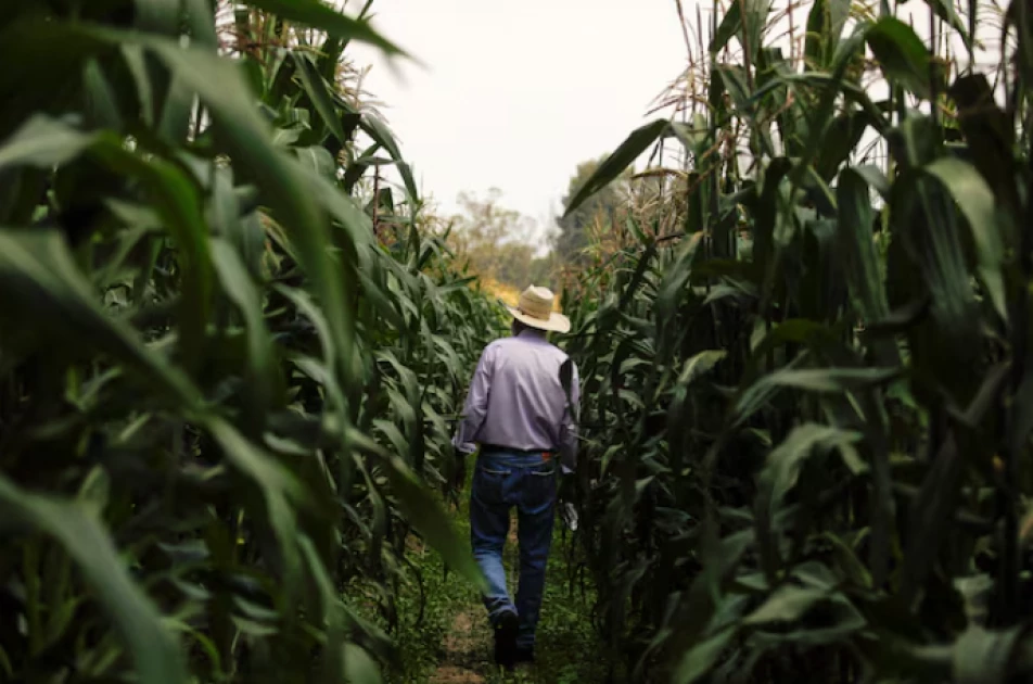 Mexican president confident Congress will ban planting GM corn in 2025