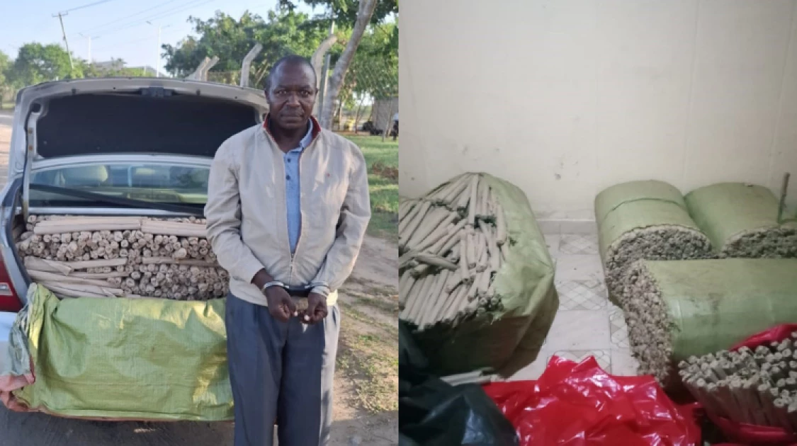 Suspected drug trafficker arrested as bhang seized in Mombasa