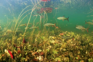 Study documents extinction threats to world's freshwater species