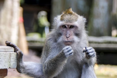 Concern amid rising monkey bite cases in Kitale