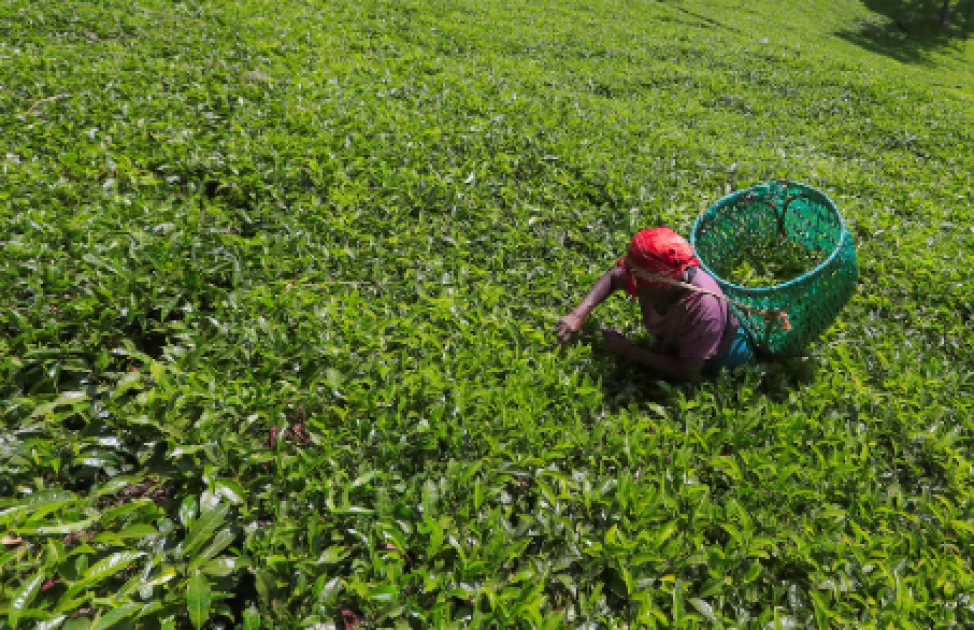 Tea growers sound alarm on criminal activity in large scale estates