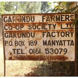 Coffee farmers in Manyatta fight to save Cooperative from auction over Ksh.60M debt