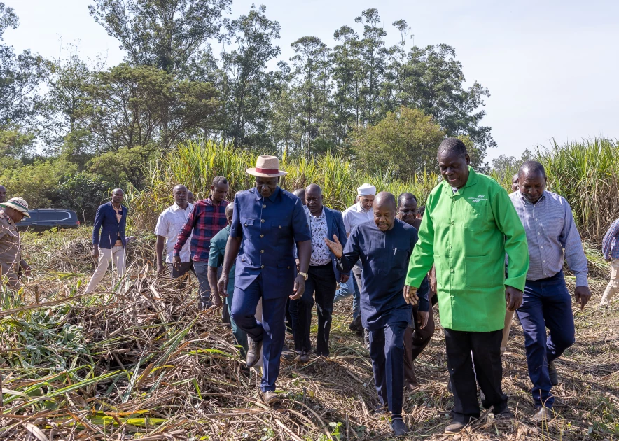 Kenya's sugar high: Big boom, big profits as sugar industry is revived