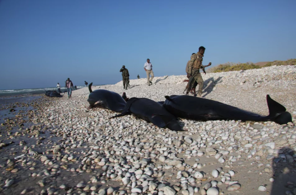 More than 100 dead dolphins found on Somali coast, cause a mystery