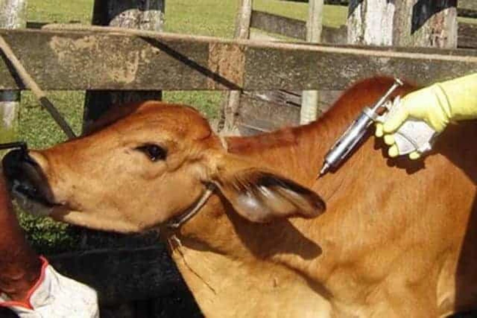 Homa Bay gears for mass cattle vaccination amid rise in lumpy skin disease 