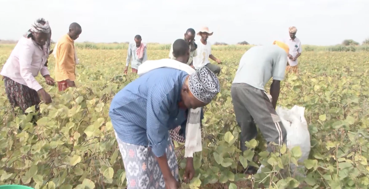 Garissa residents look to dry land farming to deal with drought