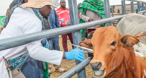 Agriculture CS Kagwe launches nationwide livestock vaccination campaign