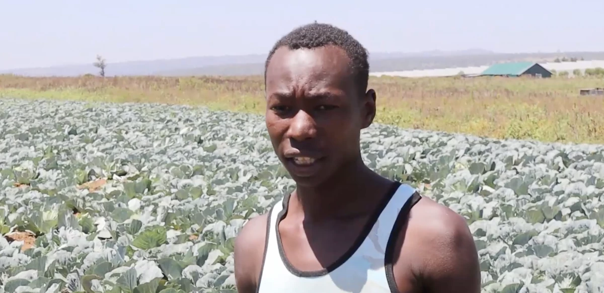 Laikipia residents count losses as elephants wreak havoc on farms, endanger lives