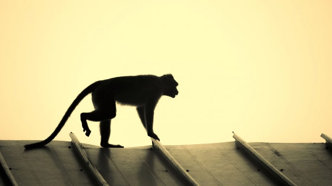 Sri Lankan monkey causes nationwide blackout