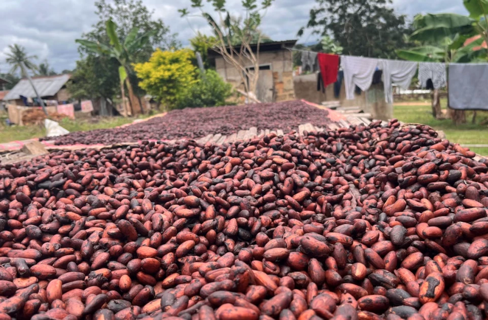 Scientists warn of climate threat to chocolate