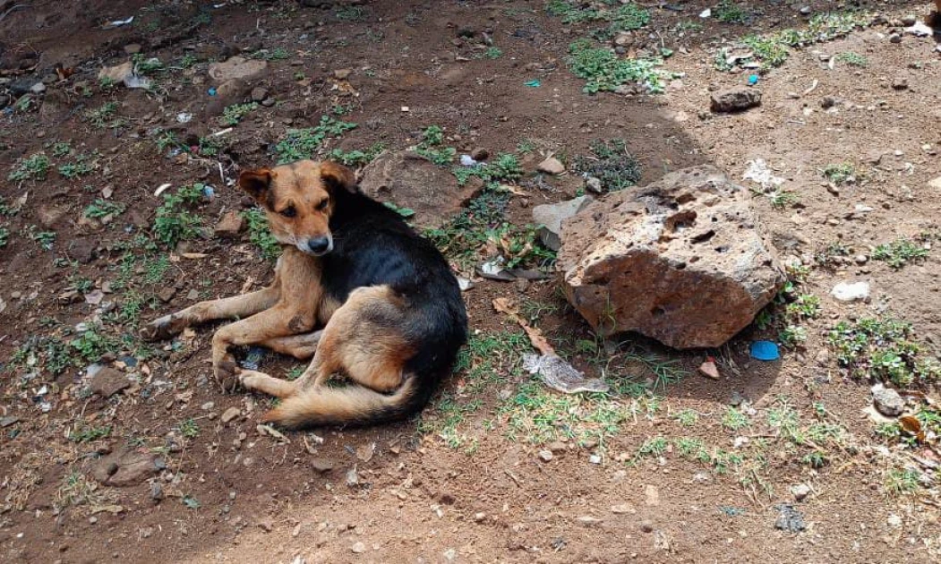 Kirinyaga: Concern as locals attacked by stray dogs in Mwea