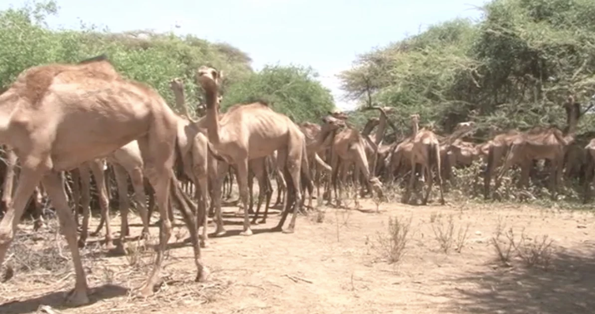 'Miracle animal': Samburu residents look to camel farming to beat losses as drought wipes out cattle