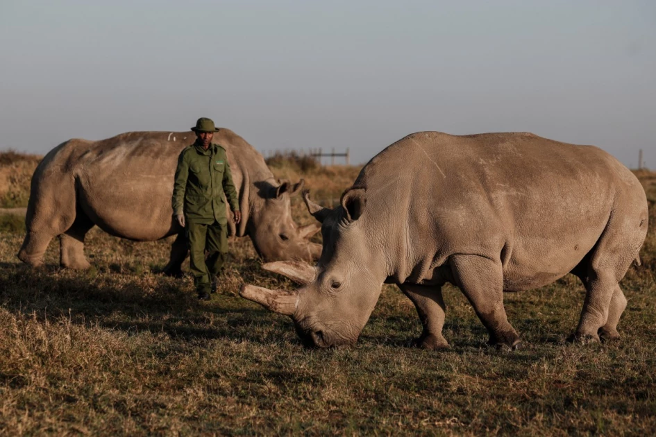 'We will save them': The quest to rescue nearly extinct white rhinos in Kenya