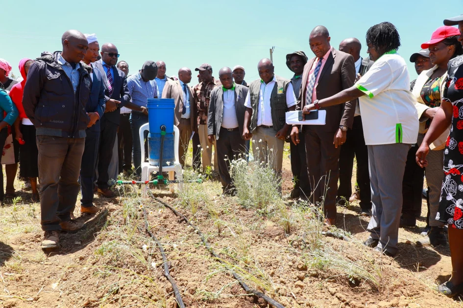 Nyandarua county banks on solar-powered driers to change fortunes in pyrethrum farming