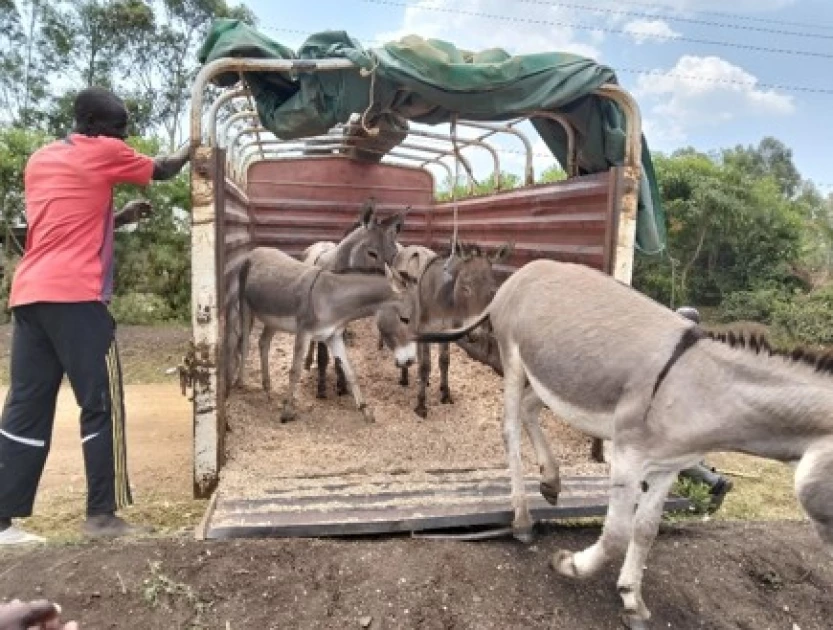 Ripple Effect Kenya rescues 50 donkeys from illegal slaughter