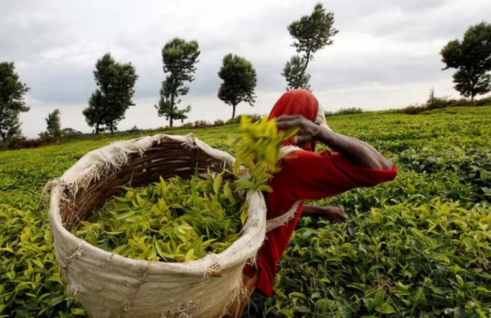 Gov't sells 102 million kilos of tea stranded at Mombasa auction