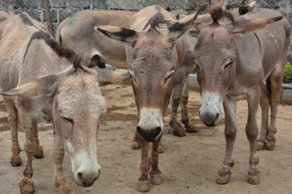 Donkey owners in Kirinyaga decry theft as 30 animals stolen, slaughtered in a week