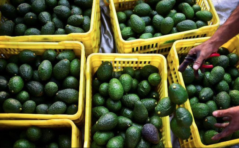 State deregisters Avocado Society of Kenya for spreading unverified information