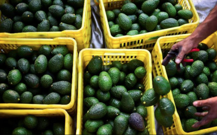 Exporters want action taken against harvesters of immature avocados