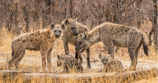 Moyale: Three hospitalized after hyena attack in Sololo