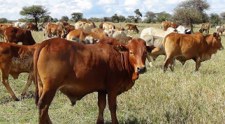 Black Quarter disease kills 27 cows in Migori