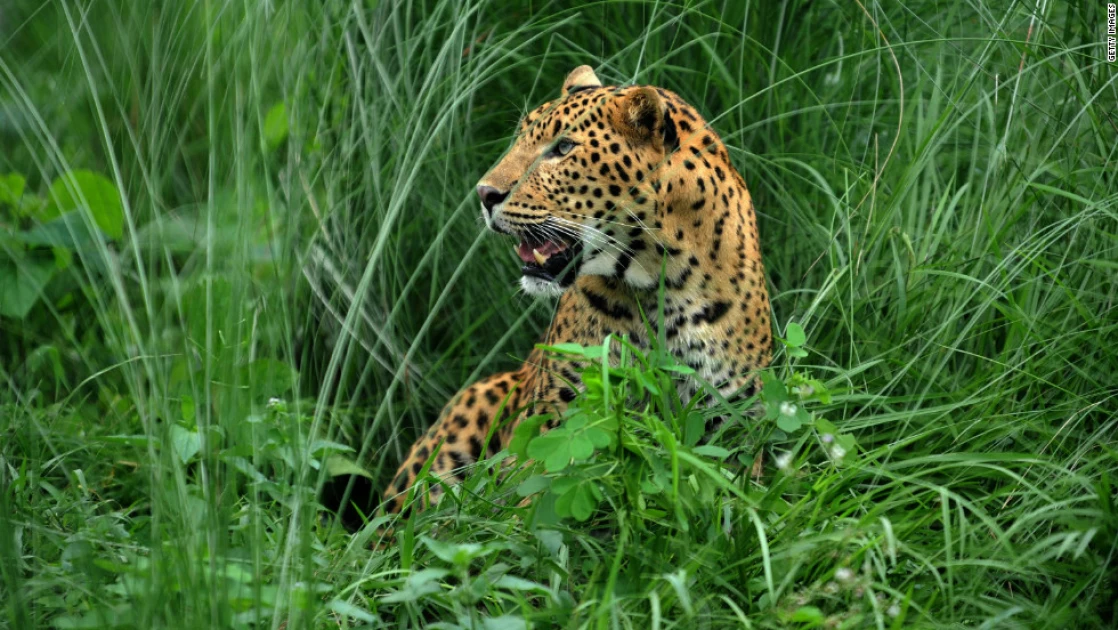 58-year-old man killed by leopard in Baringo