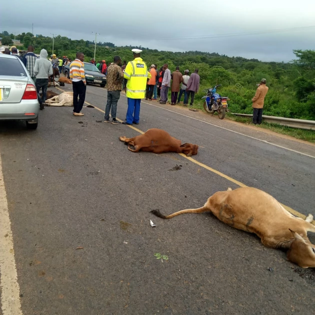 3 matatus collide; 4 people injured, 18 cows killed in Machakos